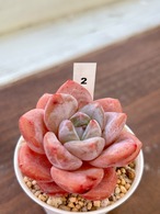 輸入苗　☆ピンクアレックス × アイスグリーン No.2