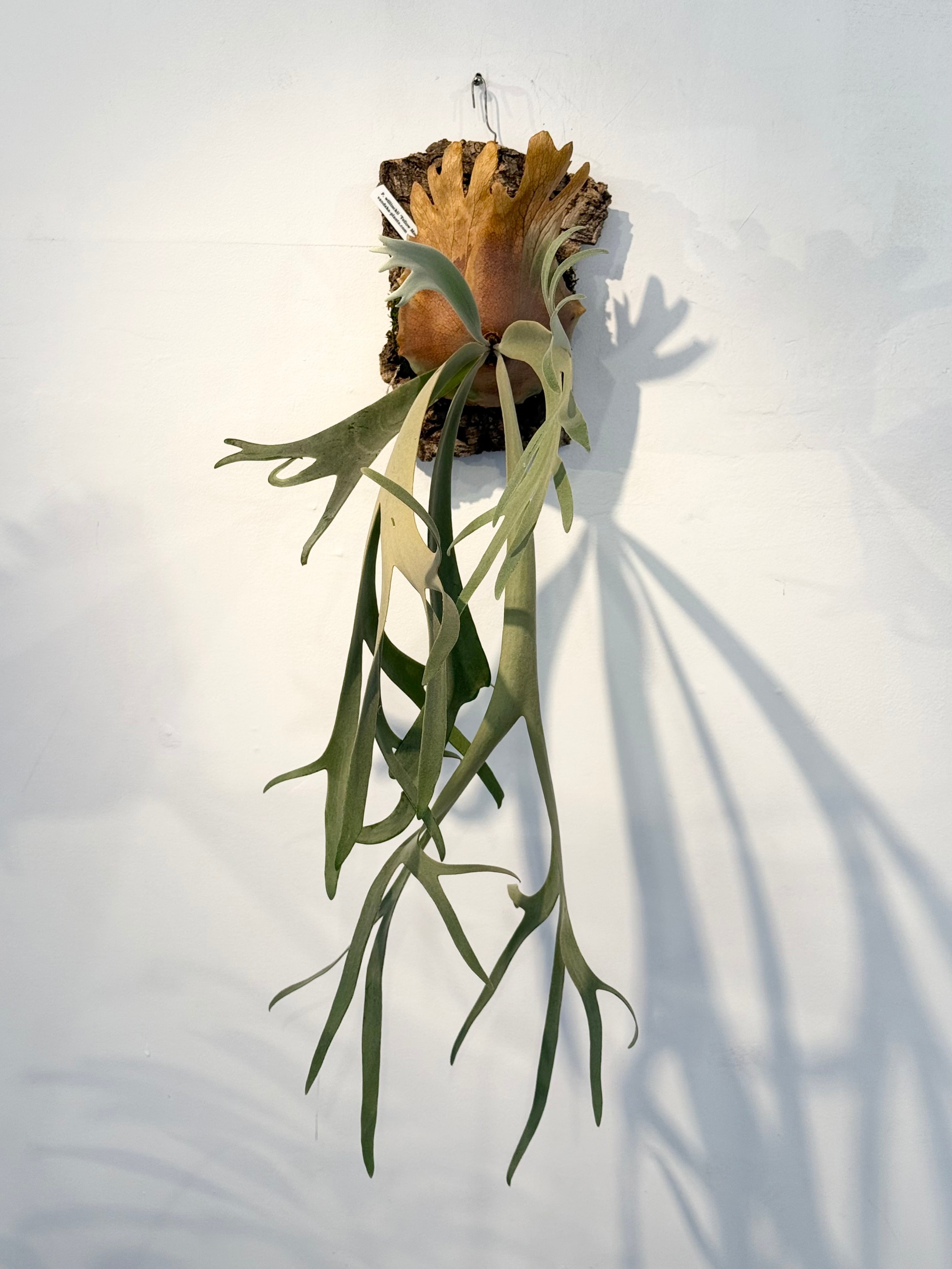 P. willinckii 'Yellow Moon' ビカクシダ 'イエロームーン' | vandaka