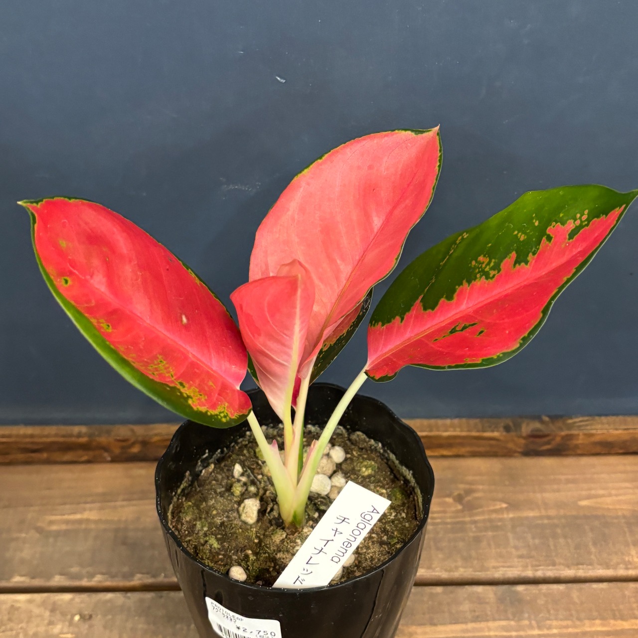 アグラオネマ チャイナレッド【789】
