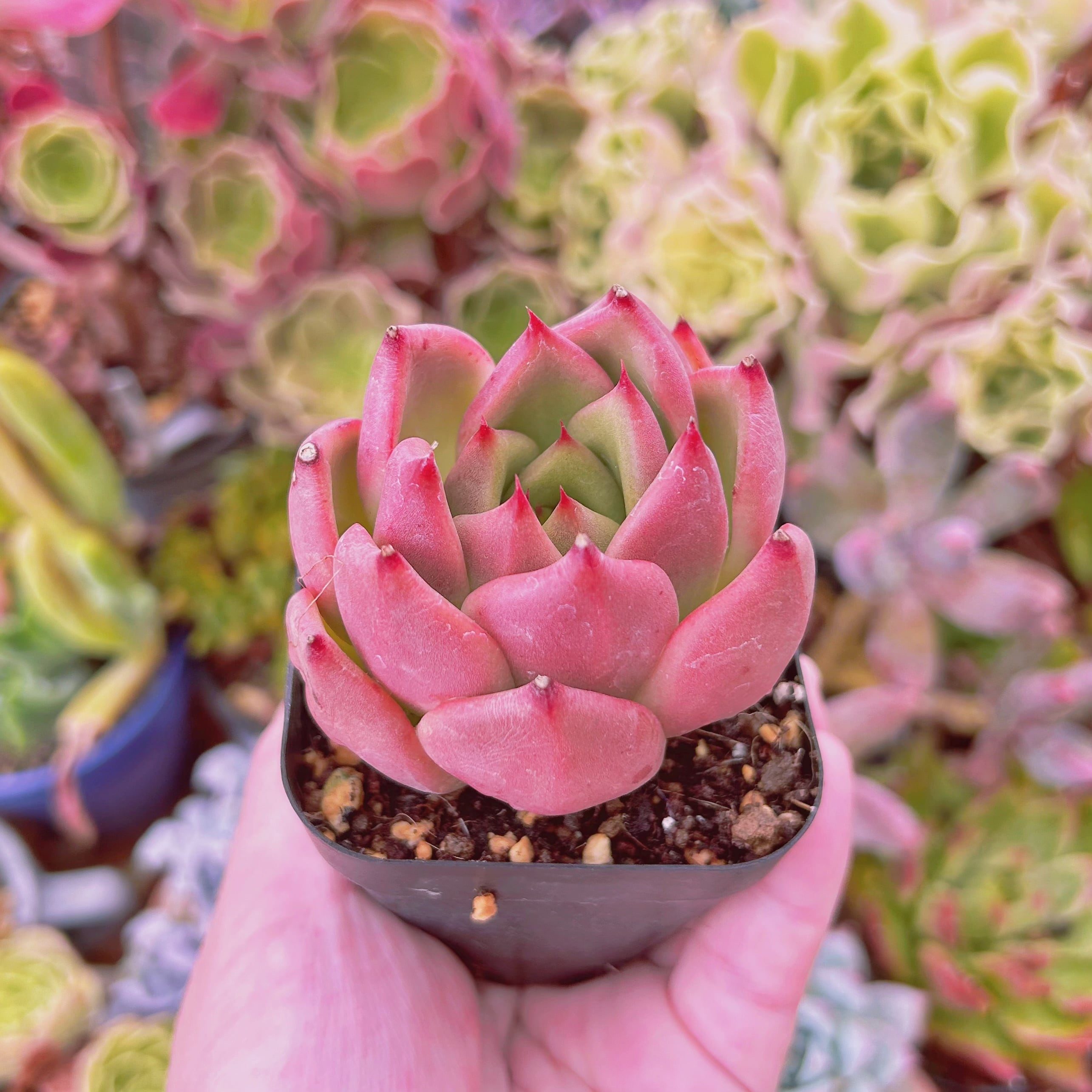 現物　多肉植物　マリアxロメオ　抜き苗