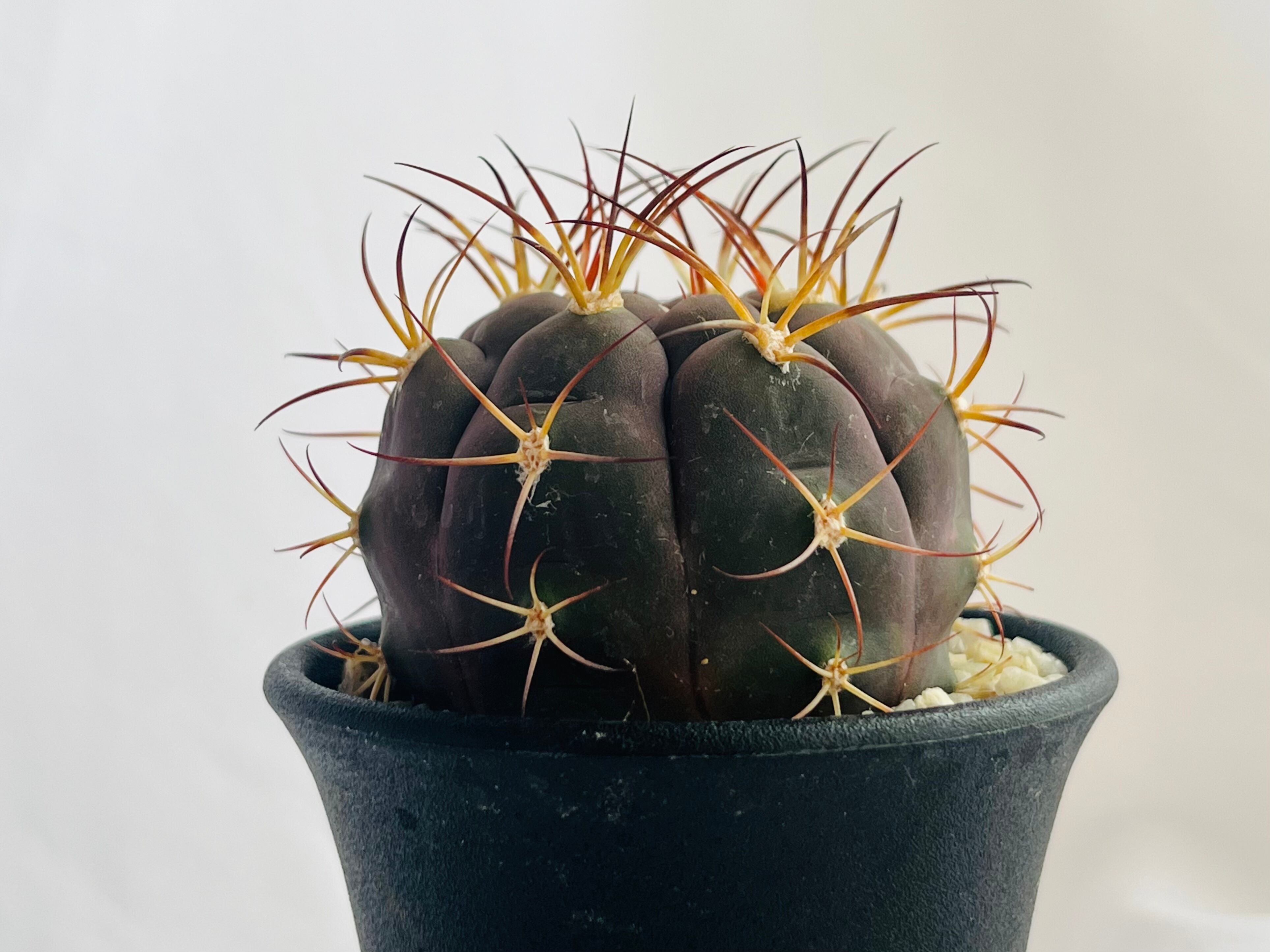 Gymnocalycium ギムノカリキュウム | plants MARU ー 多肉植物