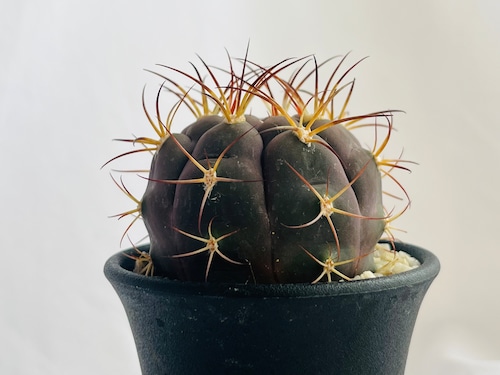 Gymnocalycium pflanzii v. albipulpa　ギムノカリキュウム　尾形丸　サボテン