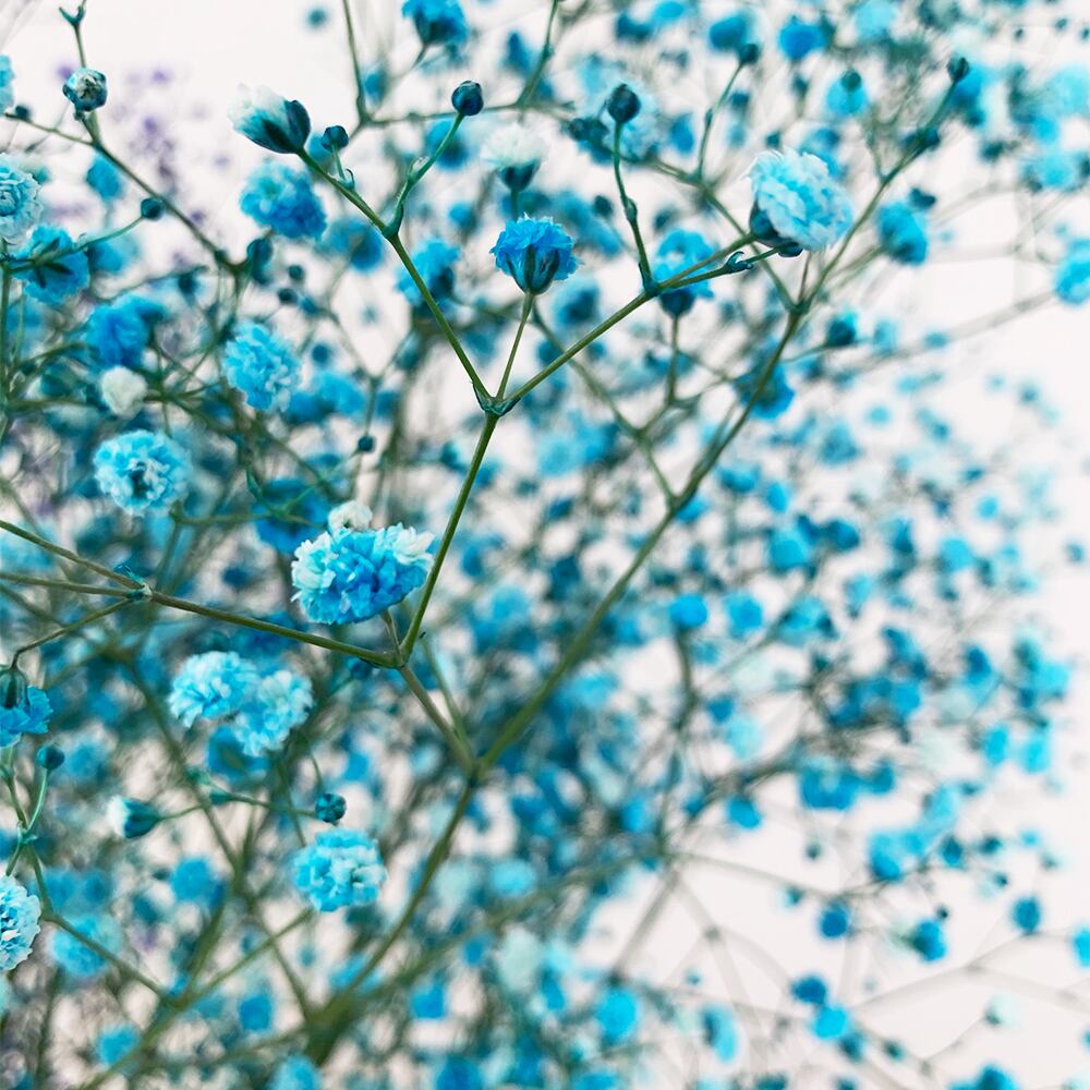 かすみ草花束染めｌサイズ感謝のお花誕生日 記念日ブルー パープル ピンク