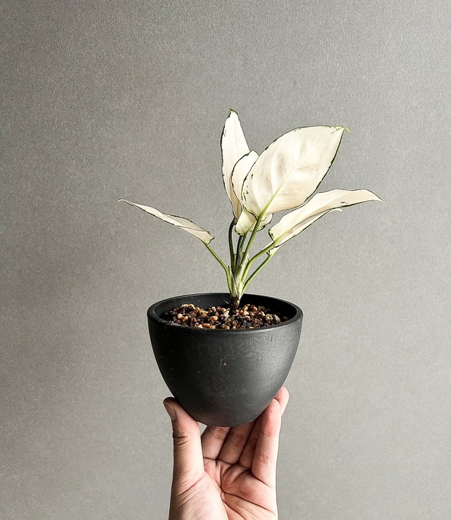 Aglaonema Unyamanee White “Mutant” 【artPLANTs】アグラオネマ アンヤマニー ホワイト“変異種”