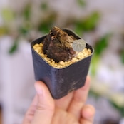 Stephania kaweesakii / ステファニア カウィーサキー㊻/ 観葉植物