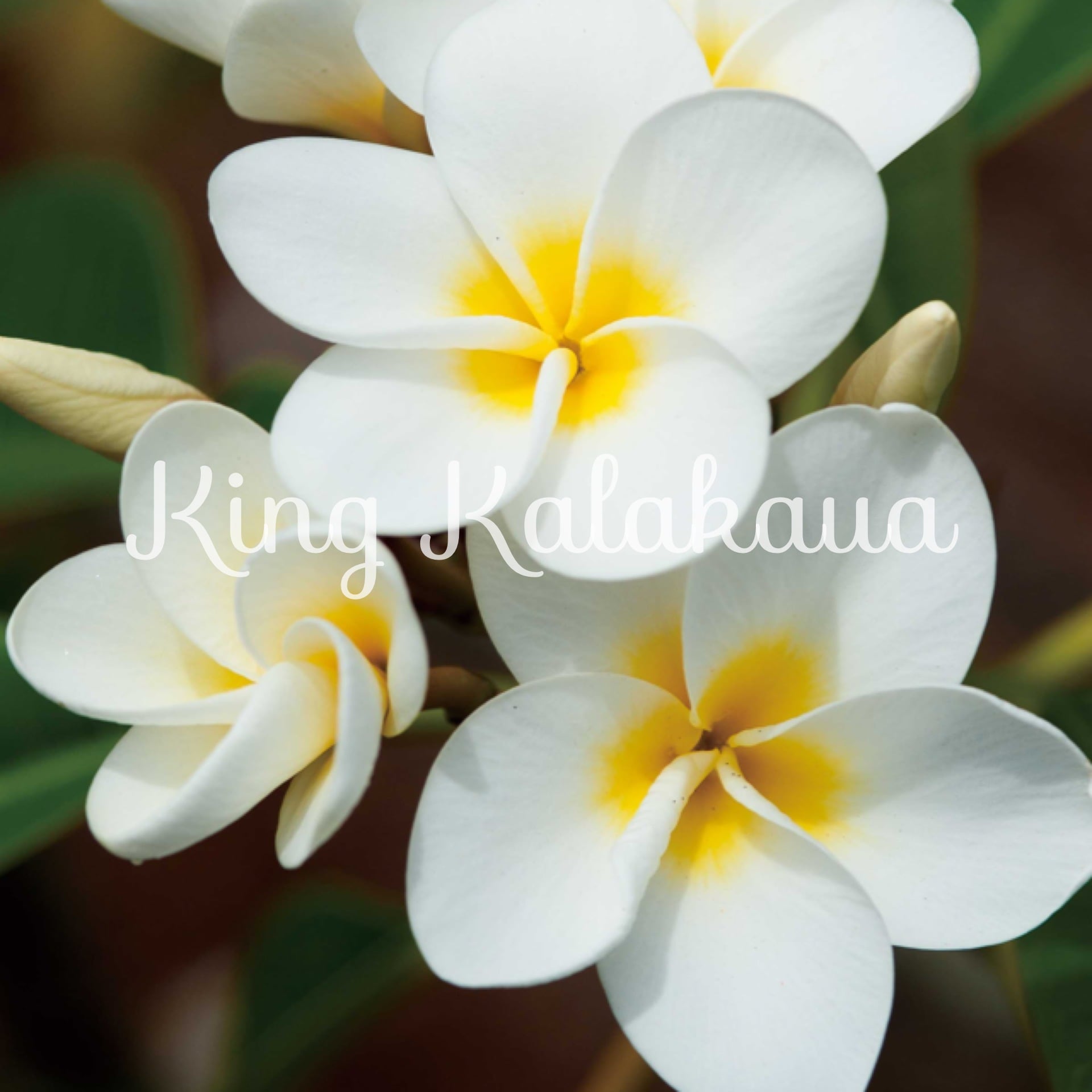 Jim Little Plumeria JAPAN