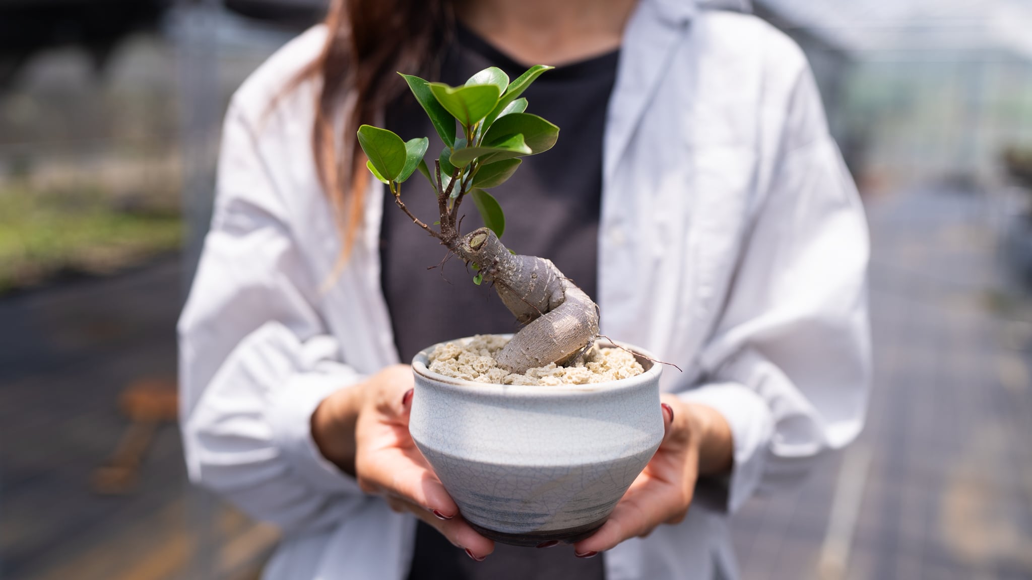 観葉植物 | くるみどり