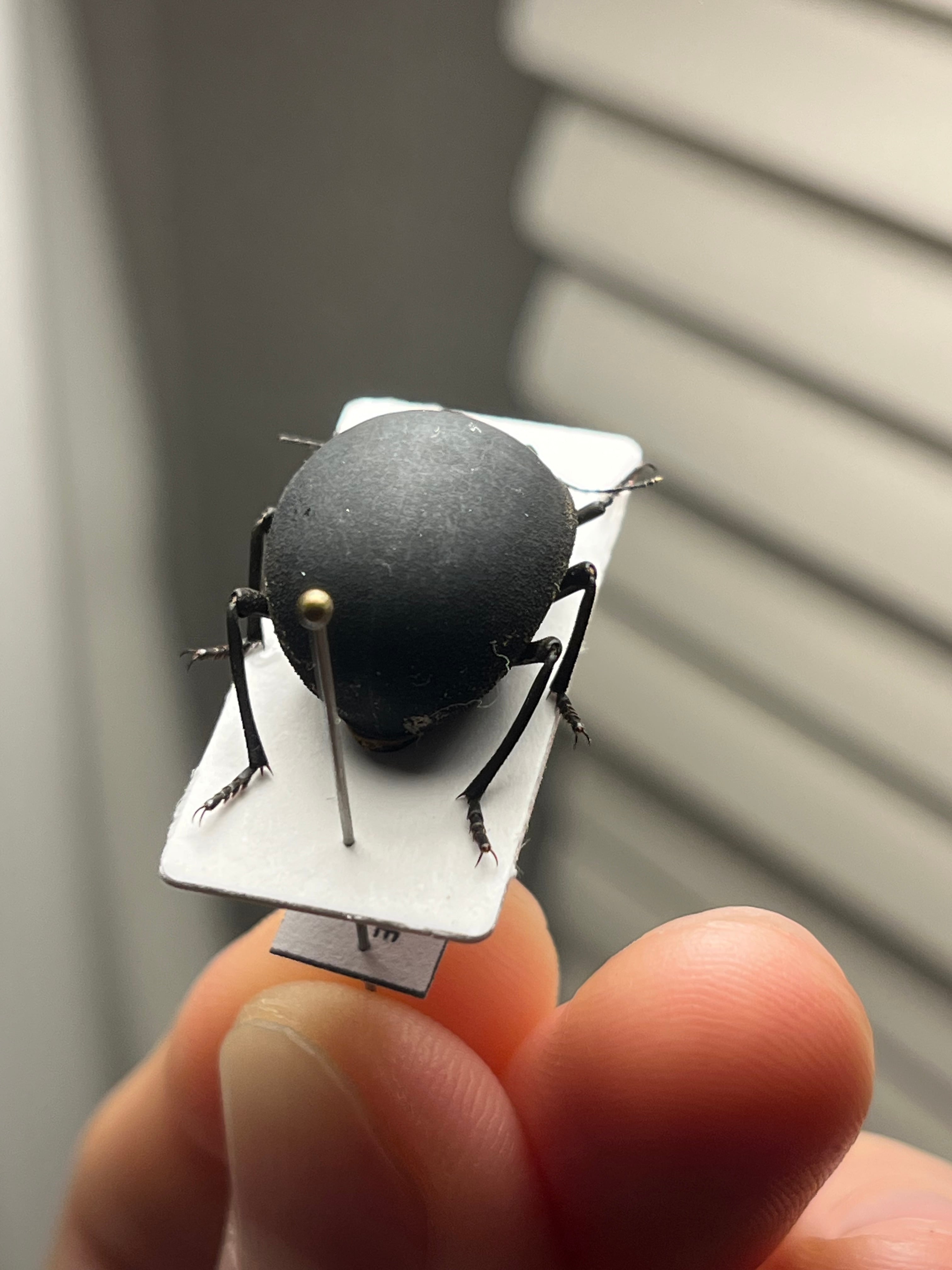 19mm】マエガミパッツンゴミムシダマシ バケモノカオナシ