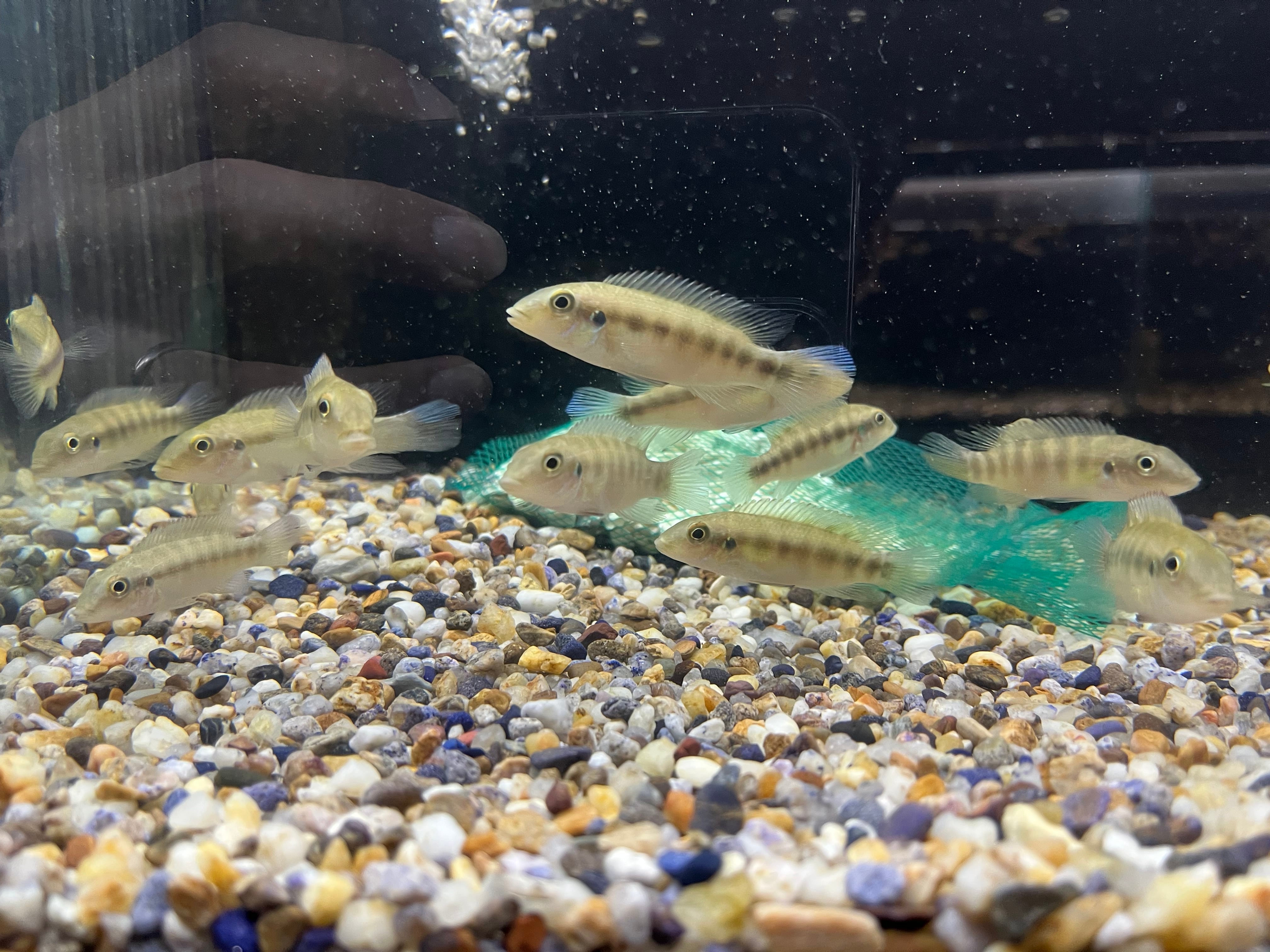 ブラジル便WILD ホプラルクス・シッタクス １８ｃｍ± シクリッド | アクアショップロイヤルクイーン