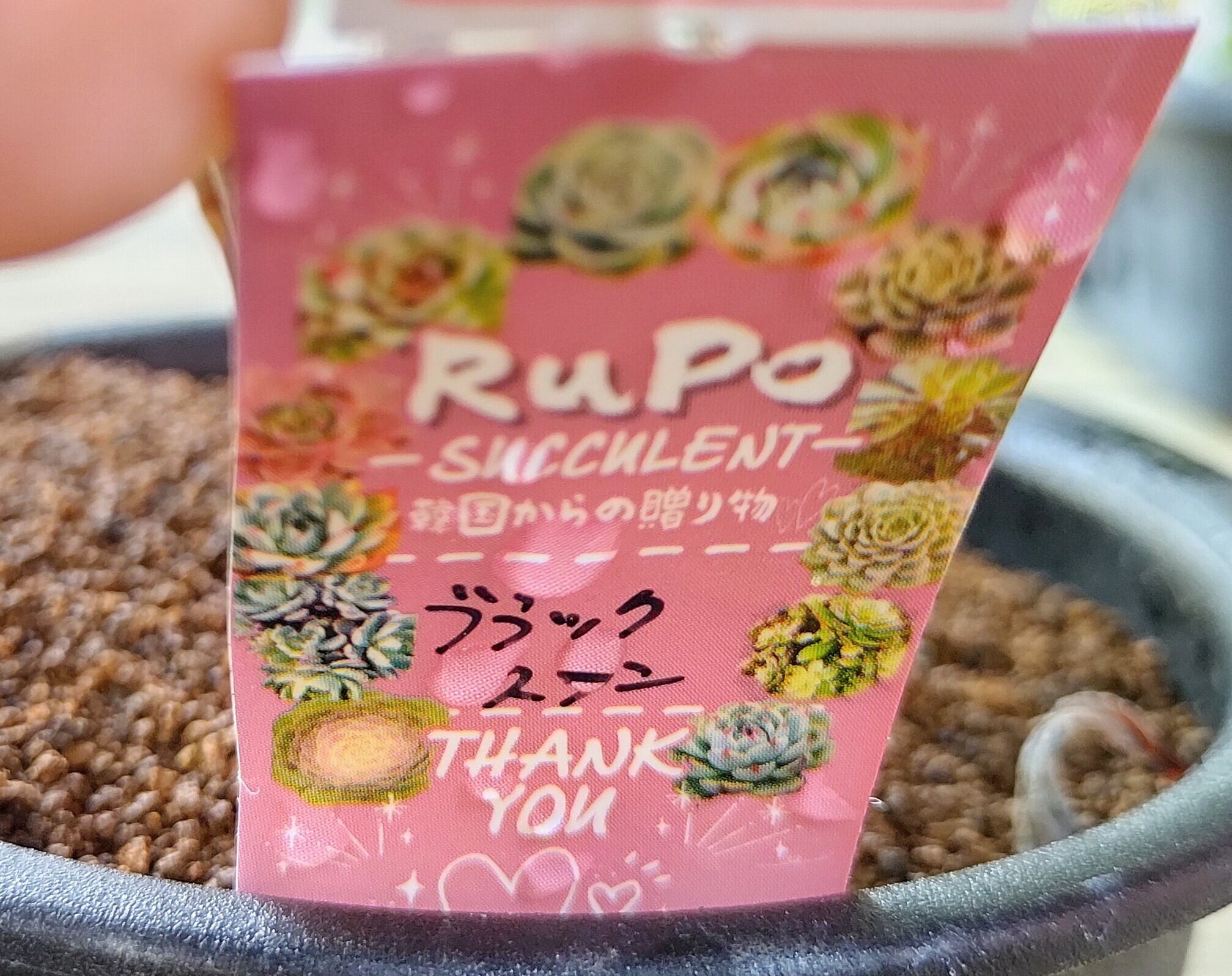 ブラックスワン(アエオニウム) | RuPo 多肉植物専門店