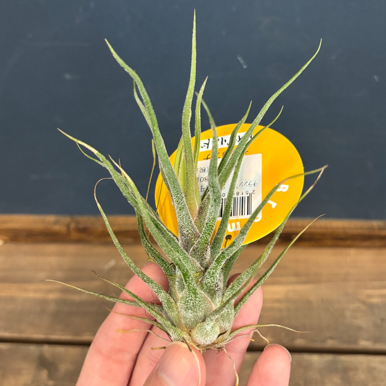 チランジア　セレリアナ　ハイブリッド【321】