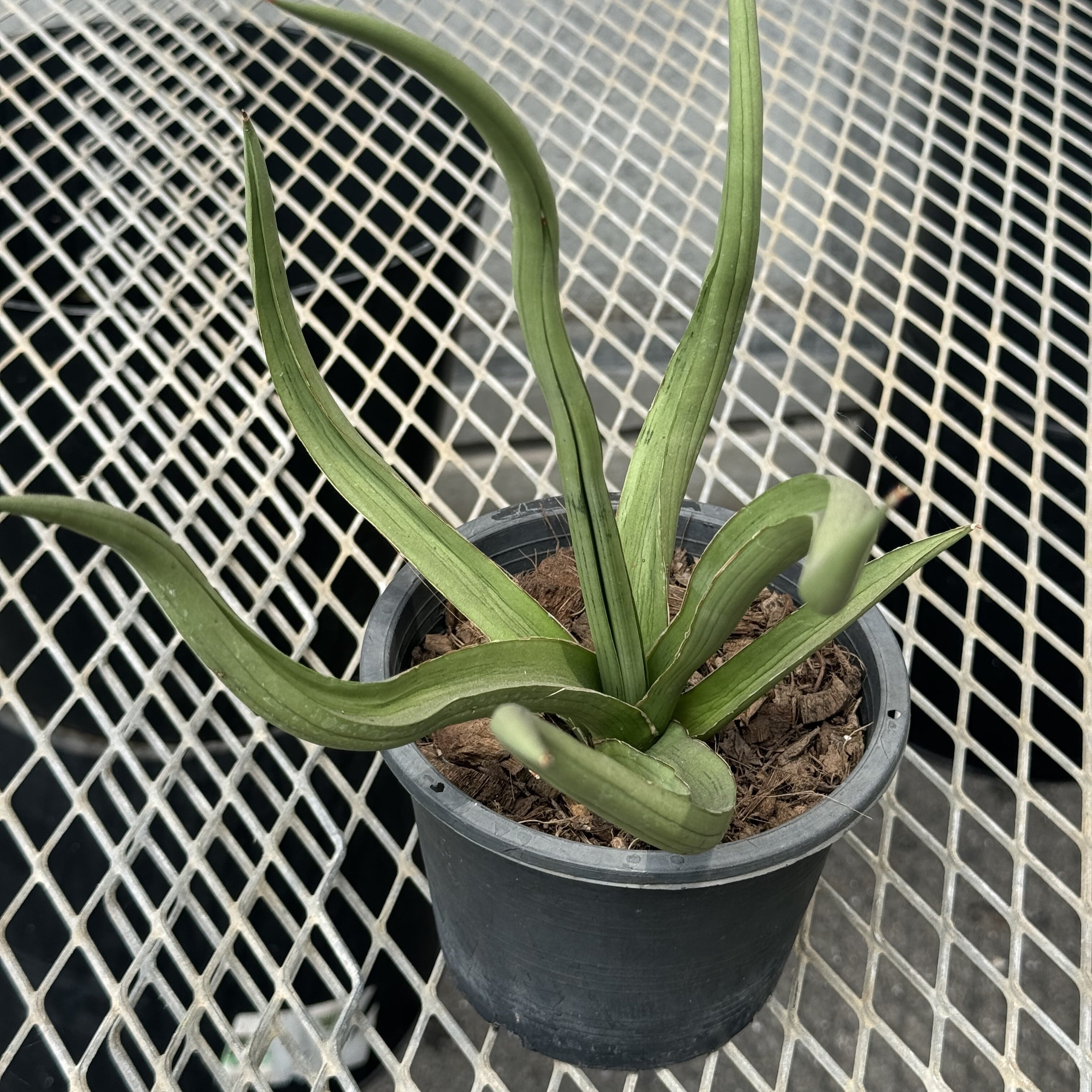 サンスベリア ダンシングドラゴン さける 