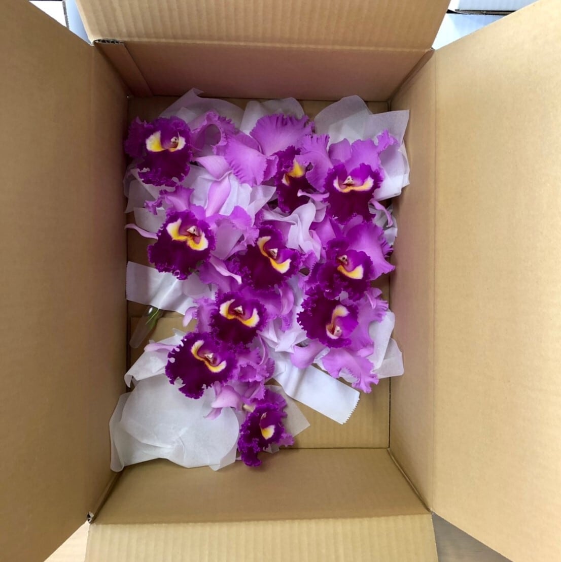 カトレア 生花10本 カトレアの切花（10輪セット） | みさと洋蘭園（MISATO Orchids）