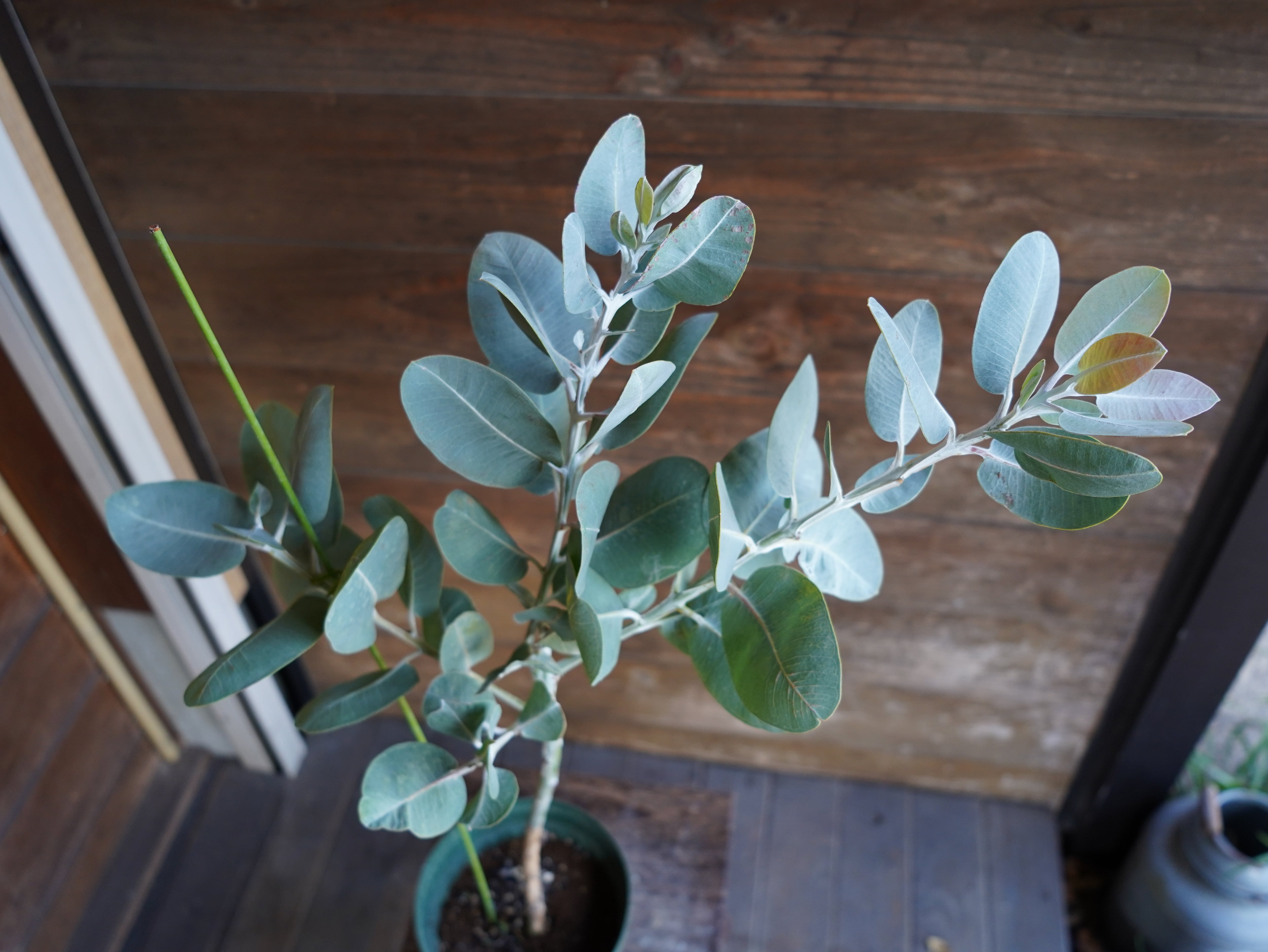 【現物】ユーカリ　”プレウロカルパ”　A