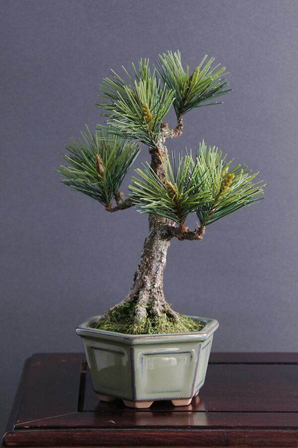 盆栽 神舎利松 #23 | Oh! BONSAI