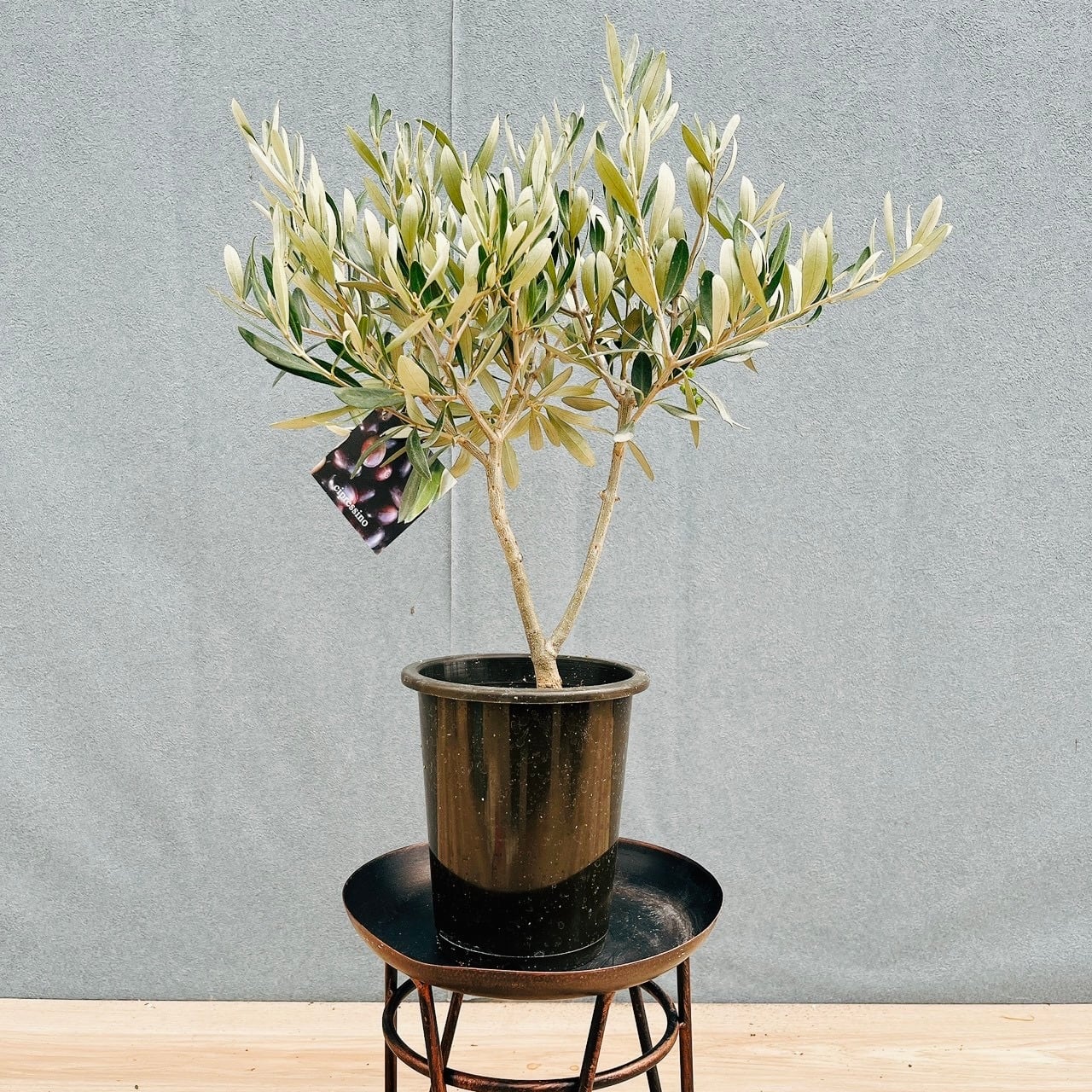 現品］B 創樹 オリーブ ネバディロブランコ 8号 観葉植物 大型 屋外