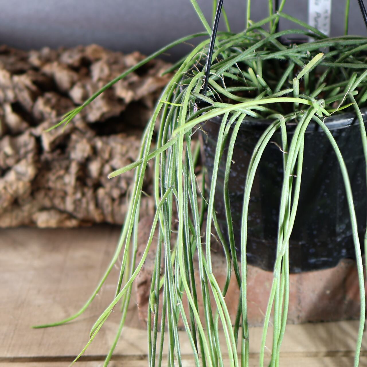 540『リプサリス スティッキリー』観葉植物【送料無料】 | MARX PLANTS