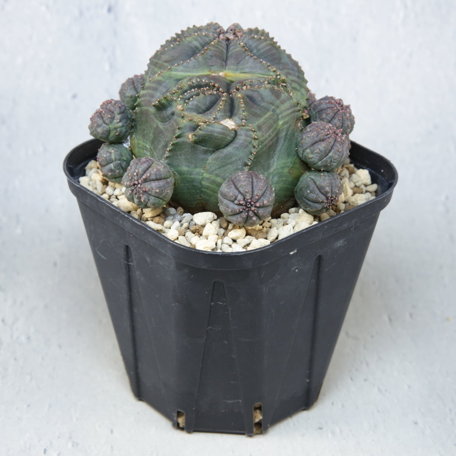 厳選株】最大幅約6.7cm 仔吹き 円扇石化 オベサ / ユーフォルビア