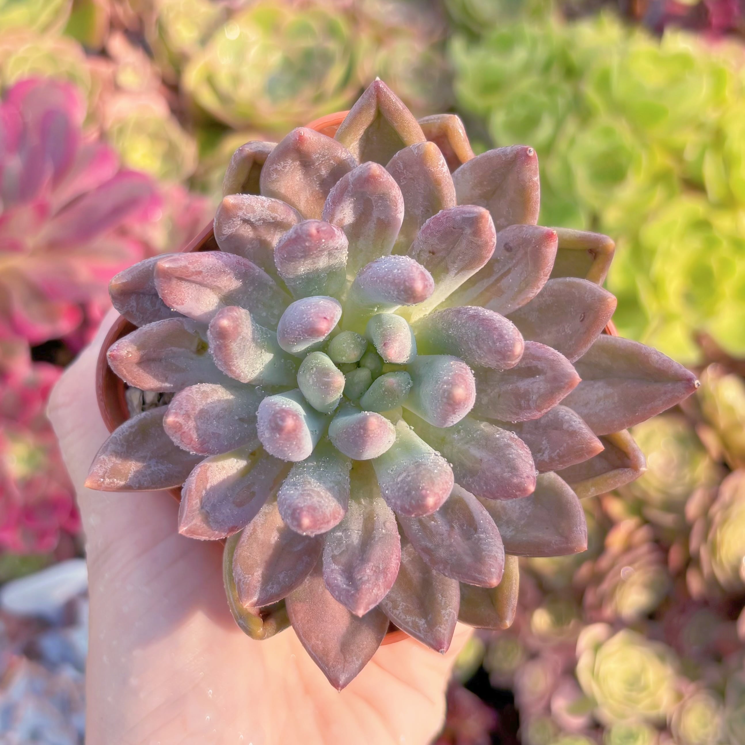 現品　水晶#K552　るる農園