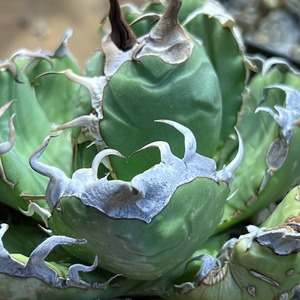 Agave Oteroi Mexico 【LP2310097】