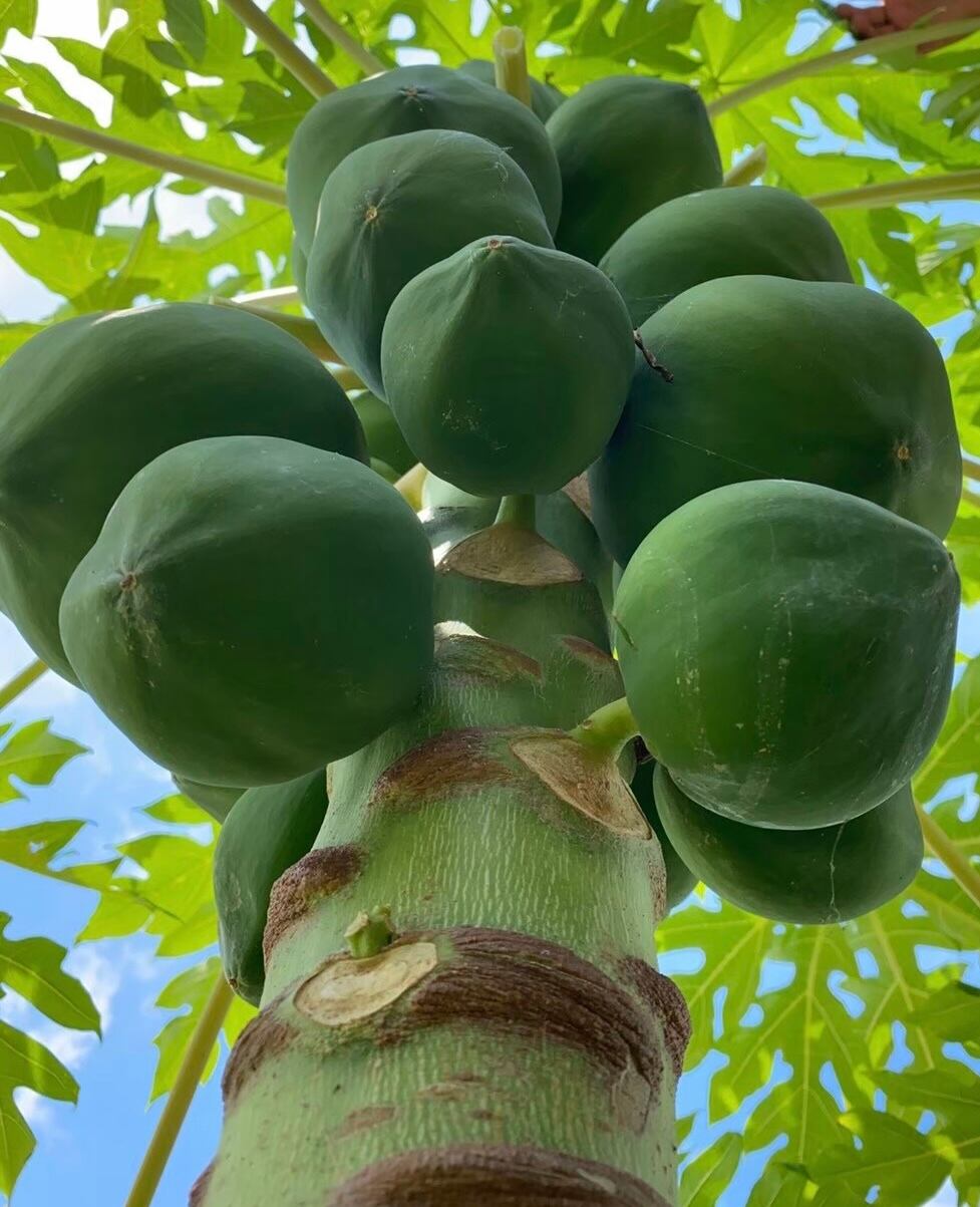 パパイヤ種子（タネ）品種名リオグランデ100g（約6500粒）