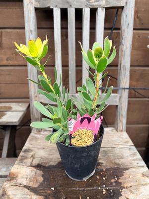 リューカデンドロン　サマーサン③