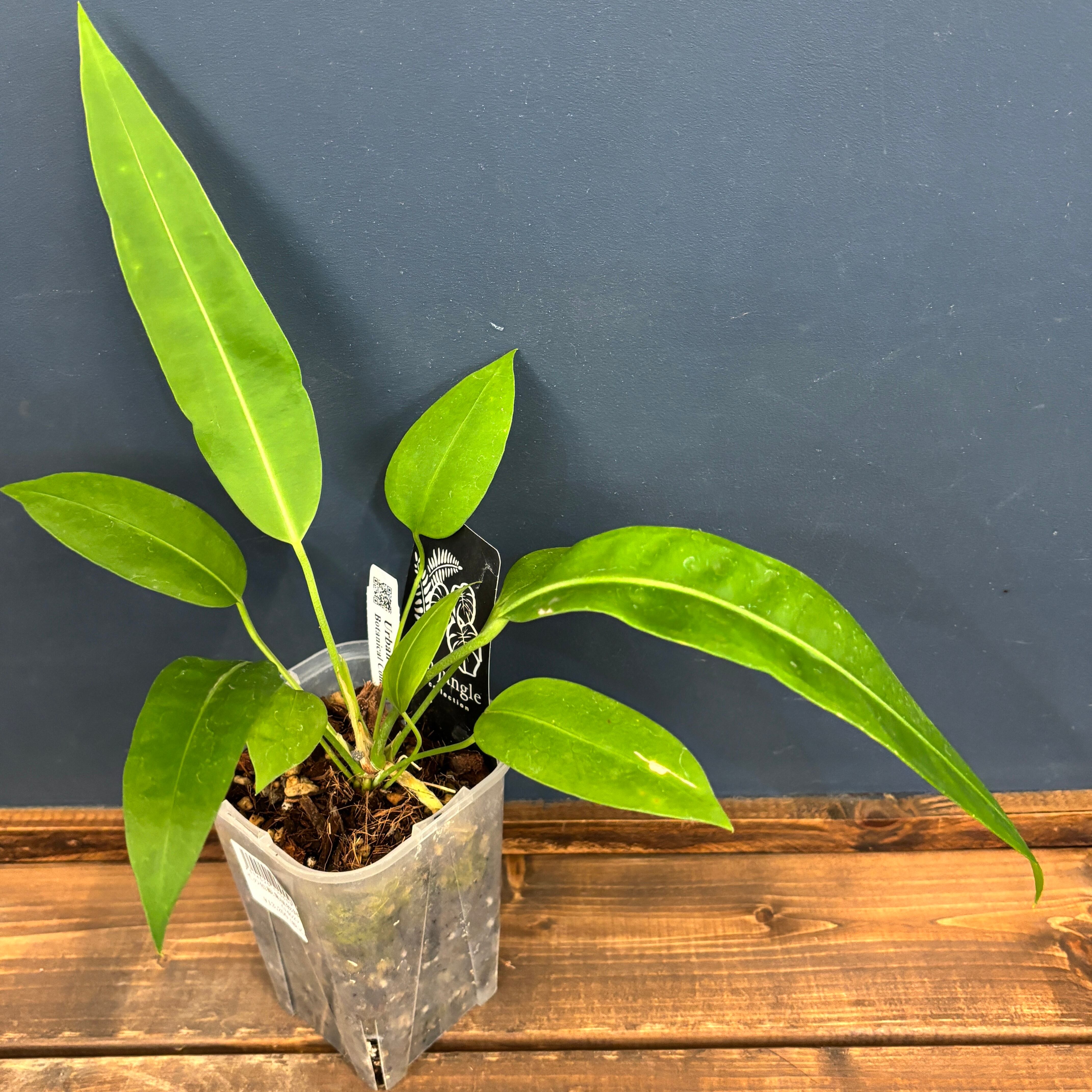 アンスリウム spモロナ fit=scale-down,w=1200