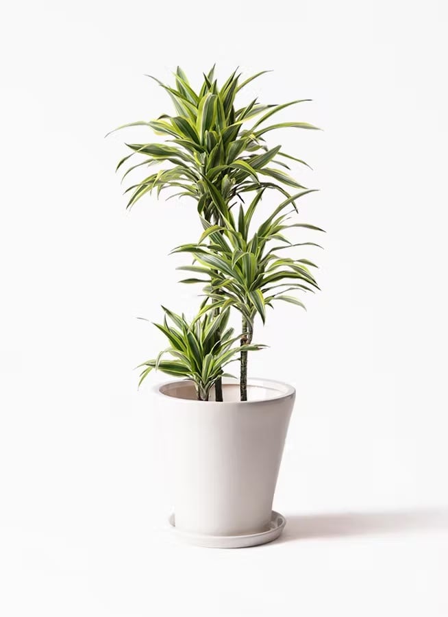観葉植物 トックリラン 10号 | CAgarden