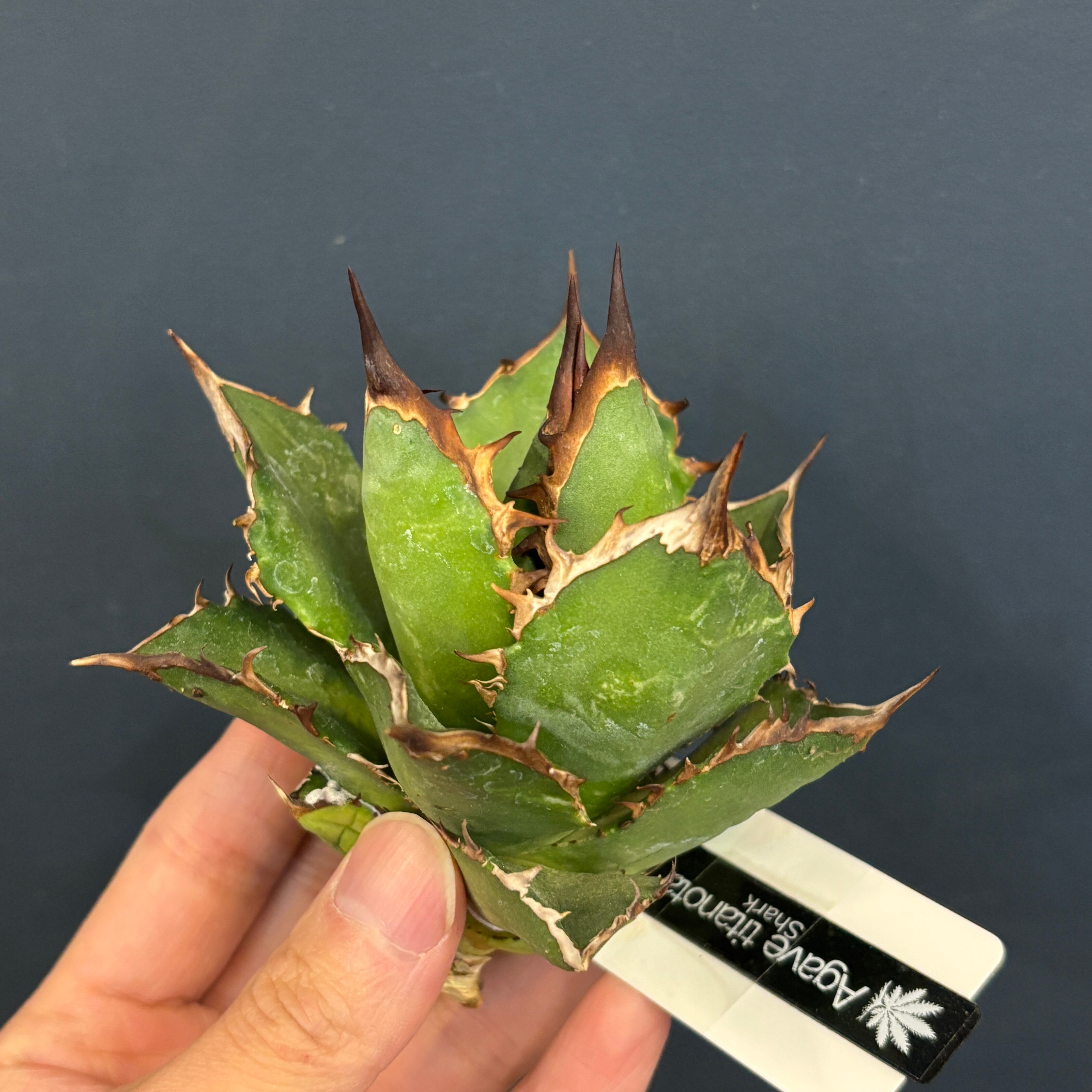 アガベ チタノタ シャーク【137】