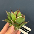 アガベ チタノタ シャーク【137】