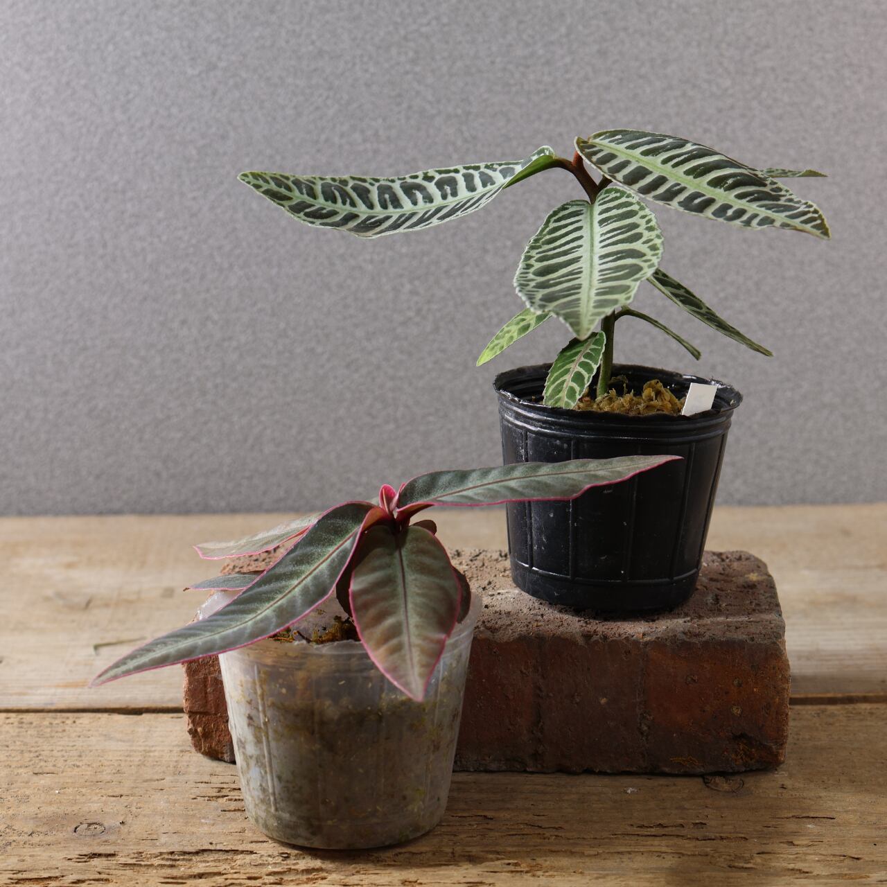 502 『アルディシア 2つセット』観葉植物【送料無料】 | MARX PLANTS