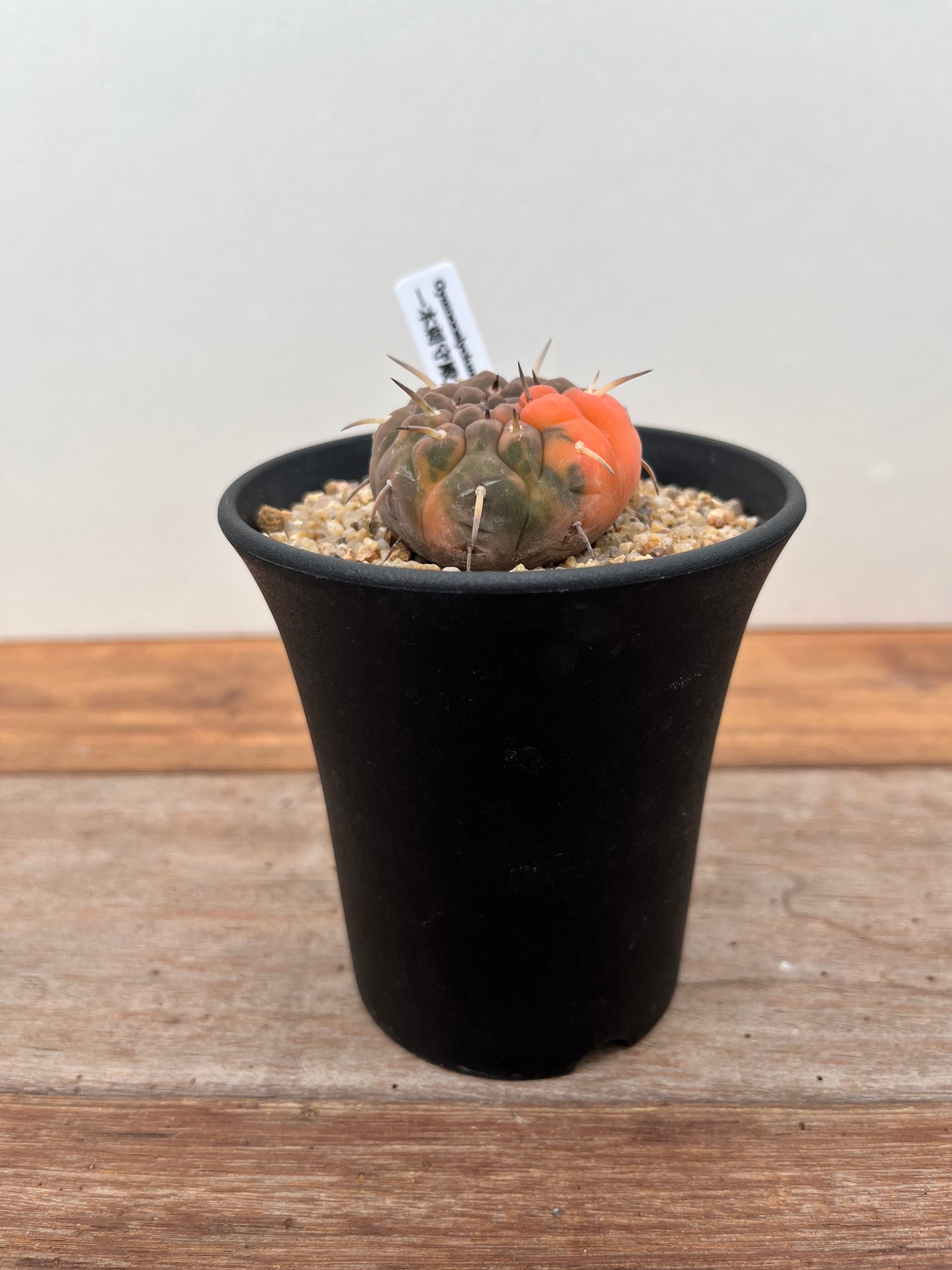 Gymnocalycium stellatum ギムノカリキュウム 守殿玉錦 一本刺
