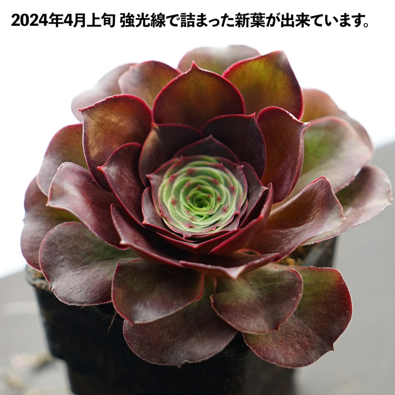 抜き苗 アエオニウム チャームゴールデンローズ 子株 Aeonium 'Charm Golden Rose'