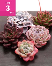 【セットB レア種 5種】クリスペイトビューティ ／フロストフラワー／アイブ 他