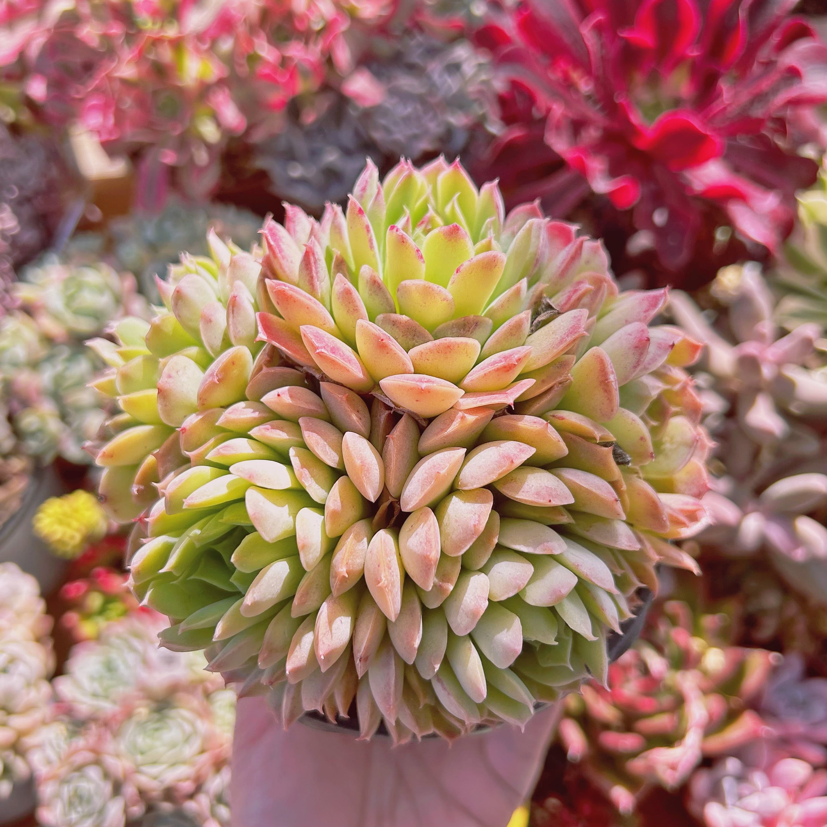 019現物 多肉植物 レッドホール 特大群生 抜き苗 | るる農園~多肉植物専門