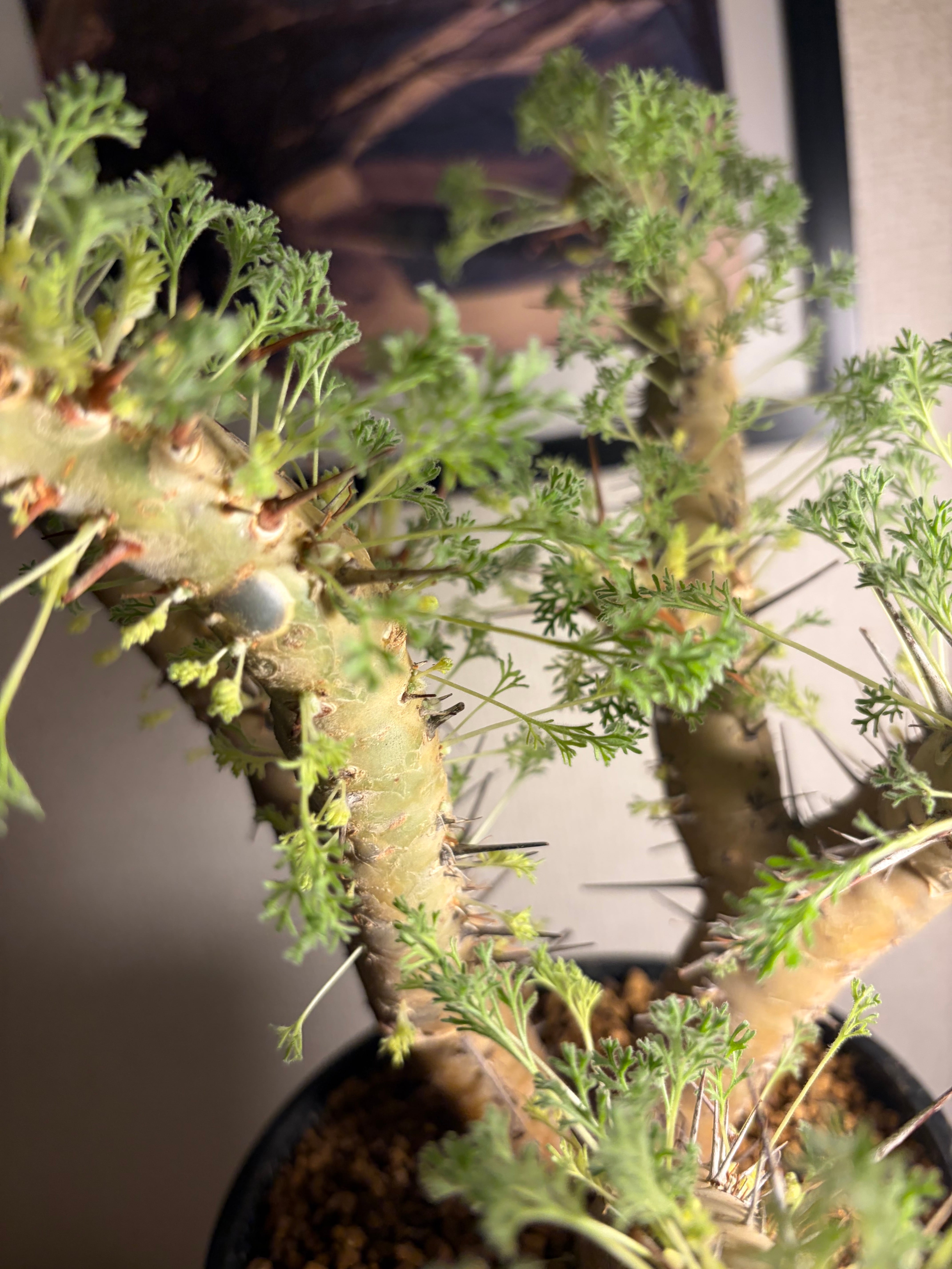 モンソニア クラシカウレ 塊根植物 コミフォラ ケラリア フォークイ