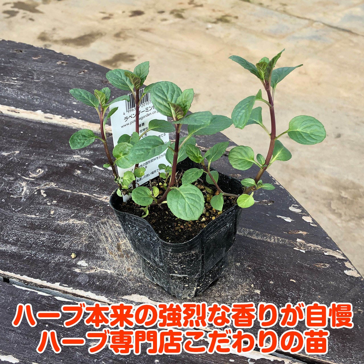 ハーブ 苗 ラベンダーミント | ハーブ苗のポタジェガーデン 本店