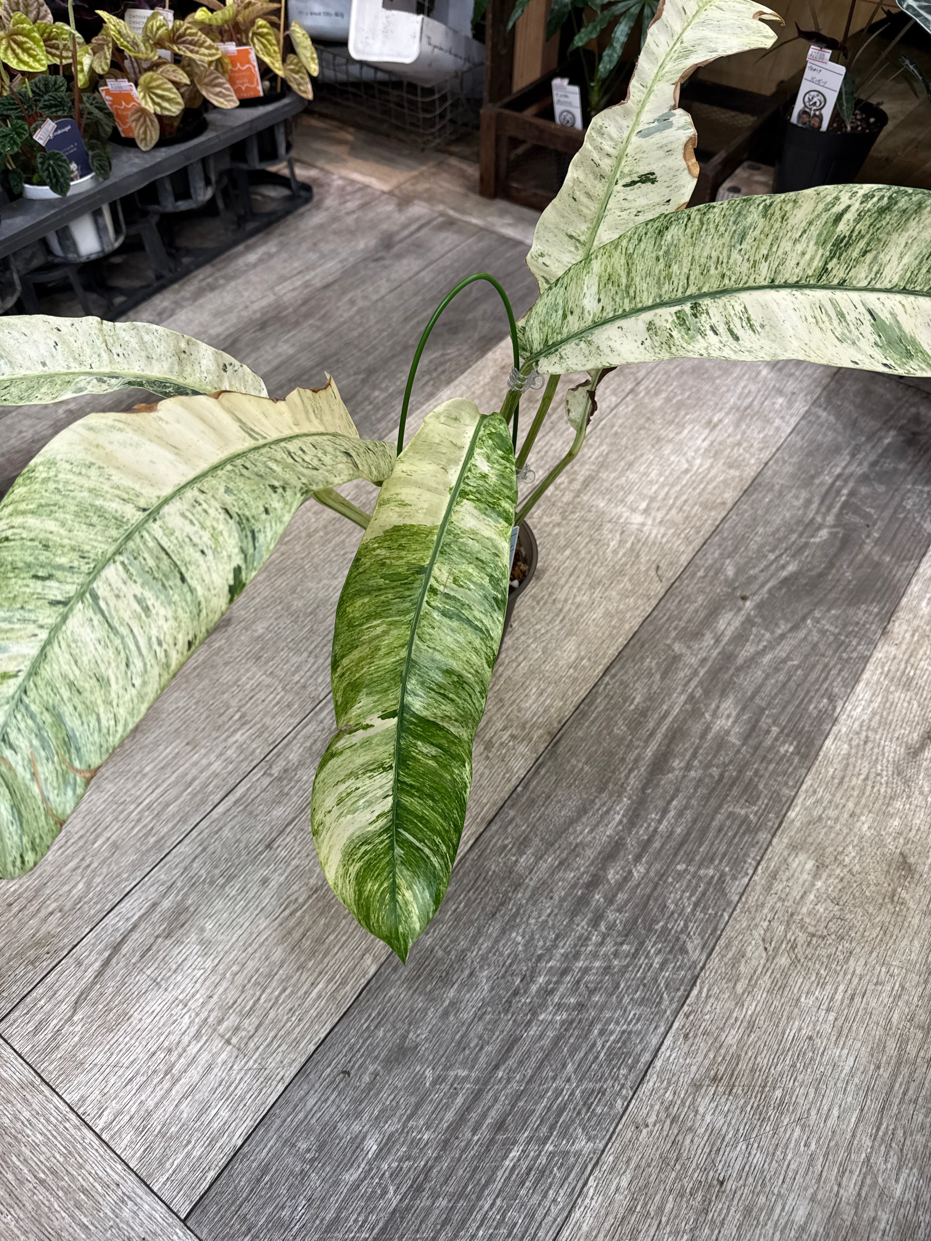 Epipremnum giganteum 'white snow' / エピプレムナム ギガンティウム