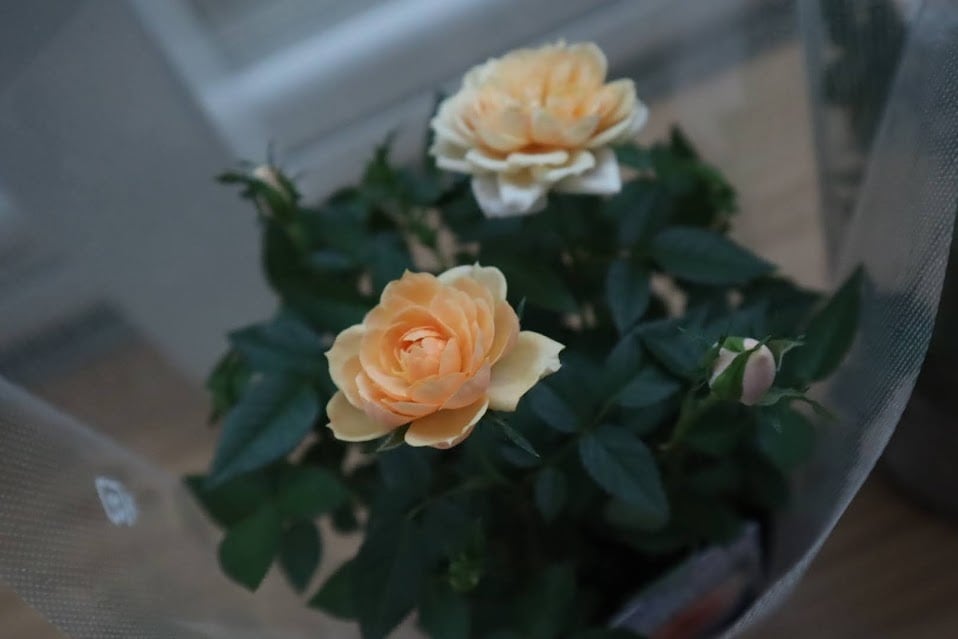 花苗 ミニバラ 『モカフェローズ』 3.5号硬質ポット 薔薇