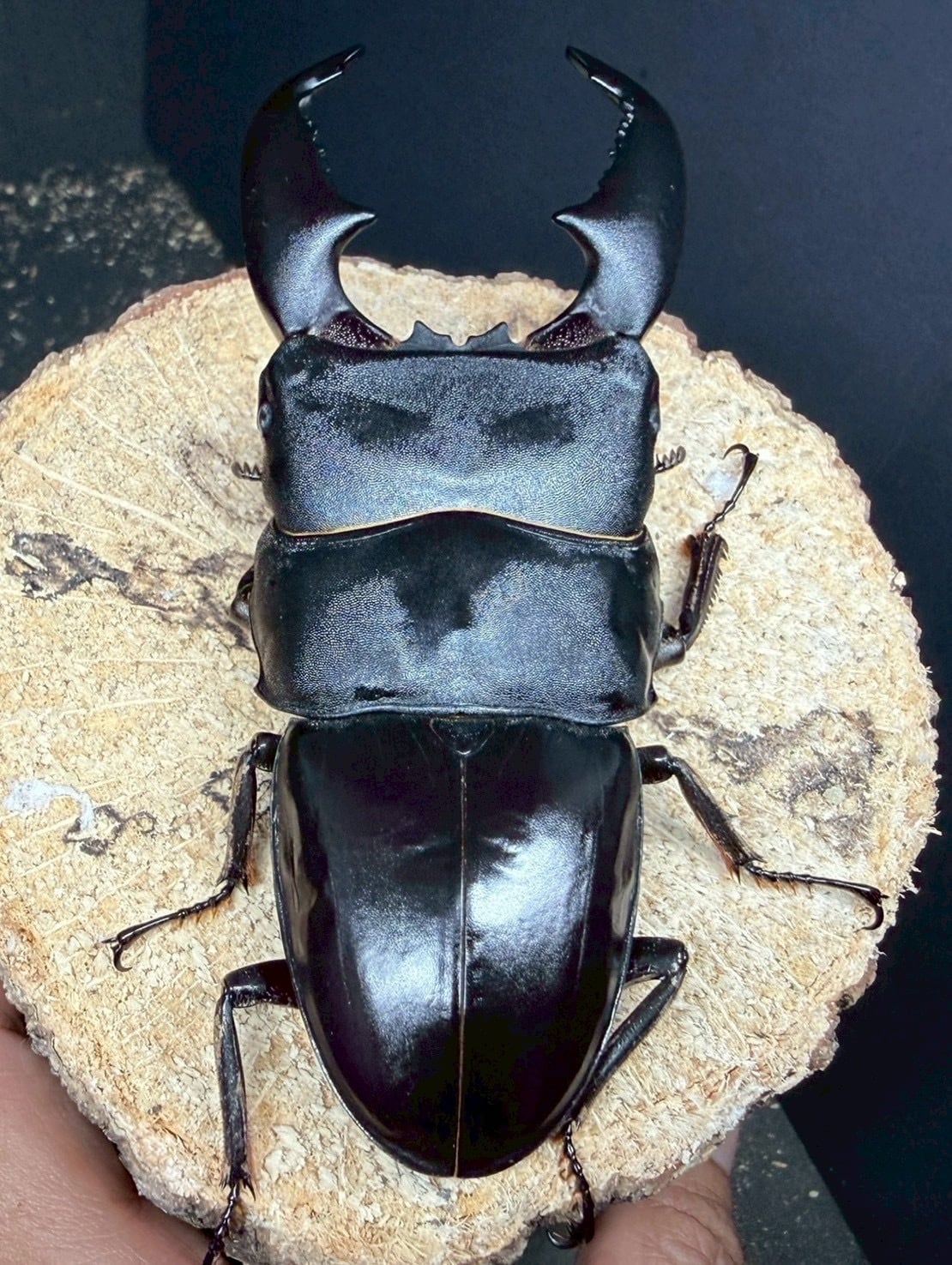 121mm】タイタンオオウスバカミキリ カブトムシクワガタハナムグリ