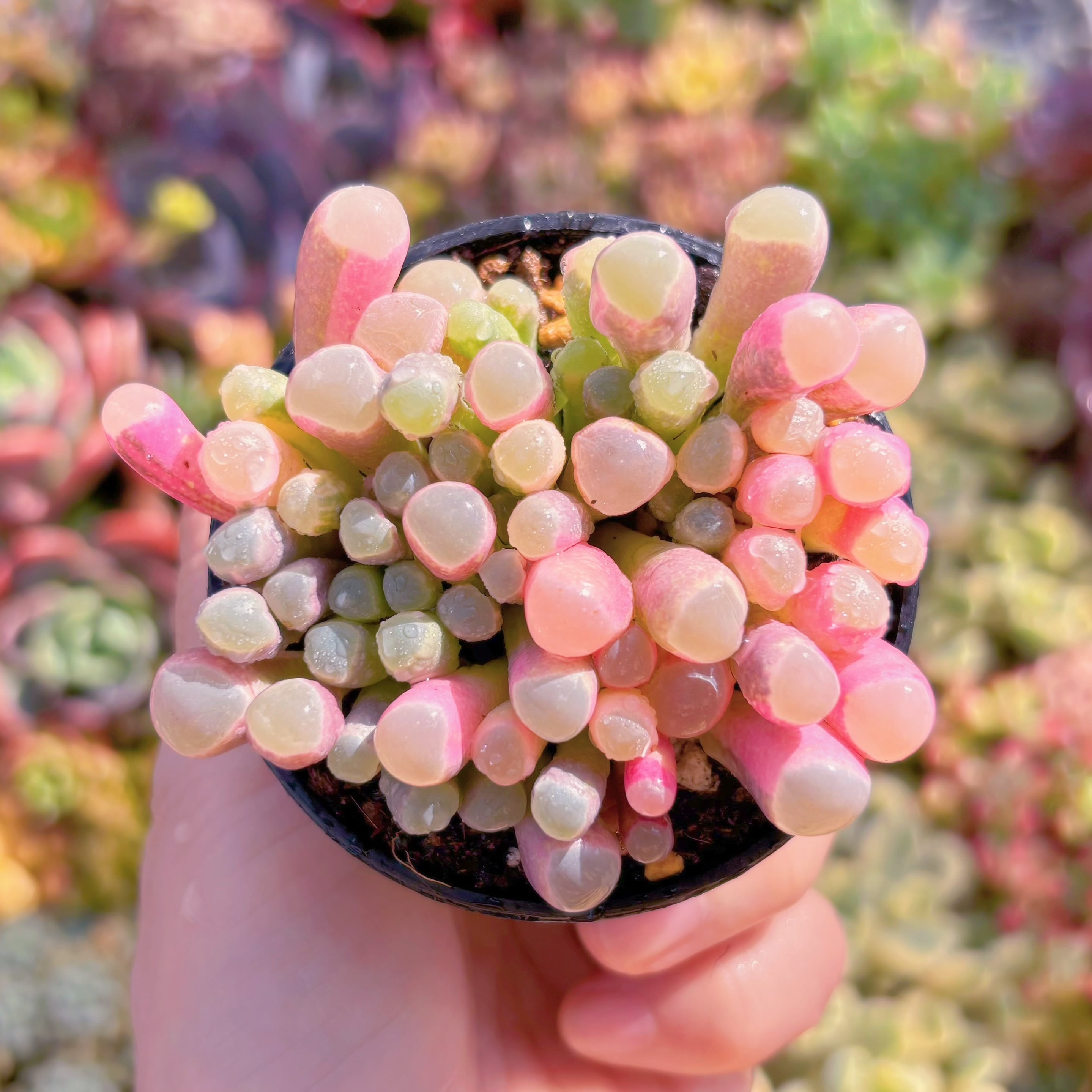 現品　五十鈴玉錦#B36　大群生　美苗　希少　新入荷　るる農園