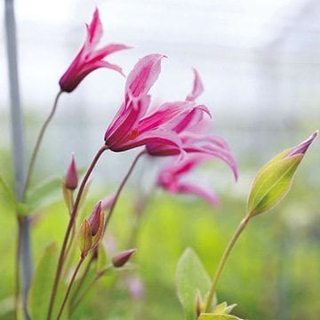 クレマチス アフロディーテ・エレガフミナ（インテグリフォリア系、2