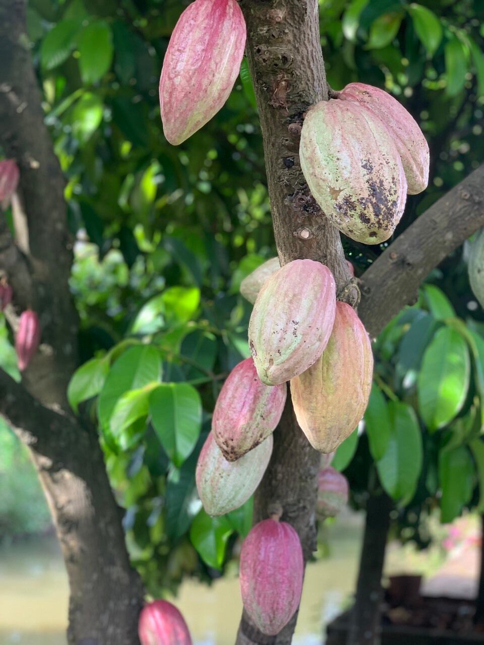 【ICA WORLD銀賞受賞！】BINONファームトゥーバー  タブレット チョコレート（小）