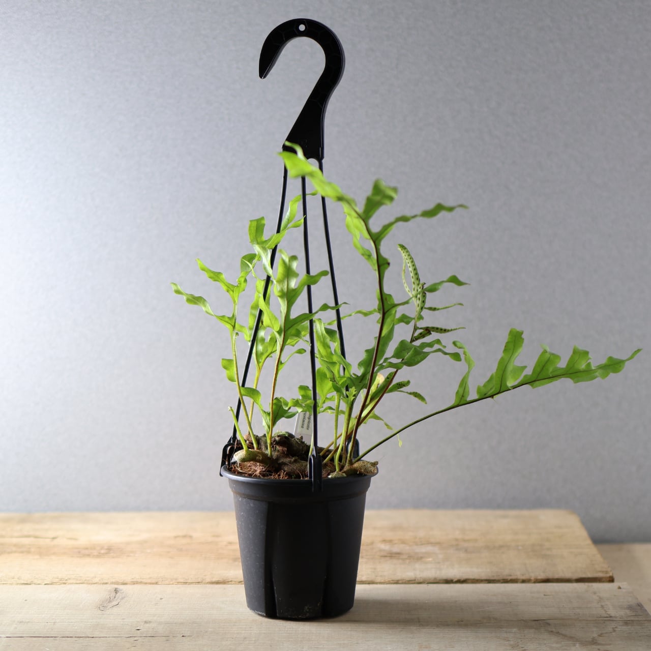 394 塊茎の中に小さな森『レカノプテリス クルスタセア』観葉植物