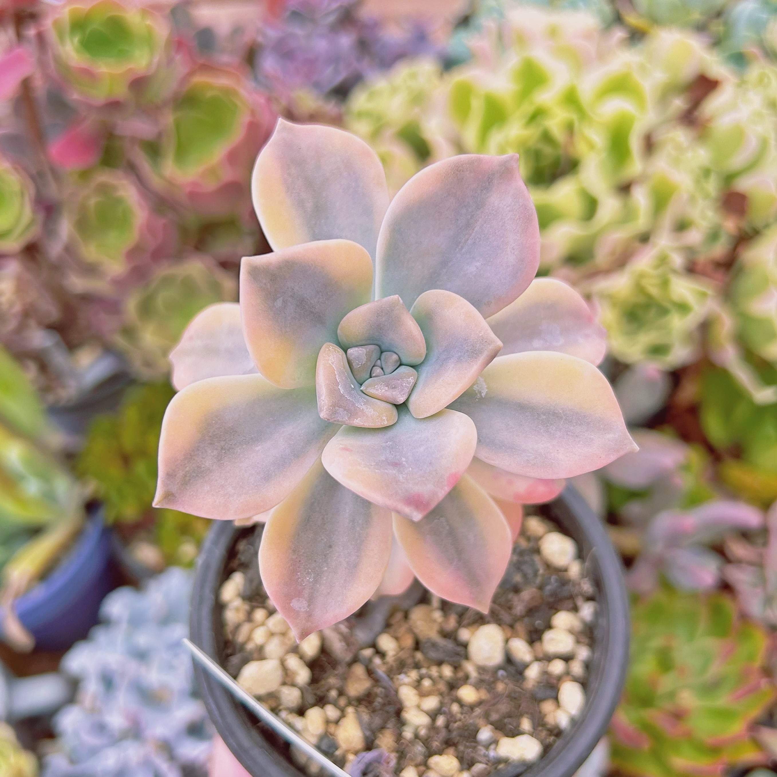 現物　多肉植物　パープルディライト錦　抜き苗