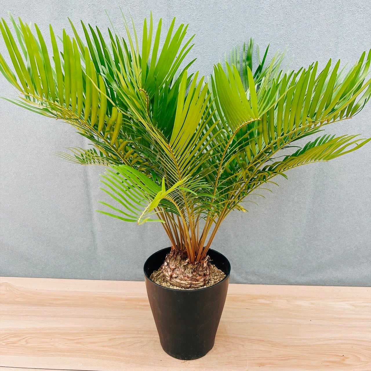現品］【希少】30番 パキラ 斑入り 実生 5号 観葉植物 室内 レア