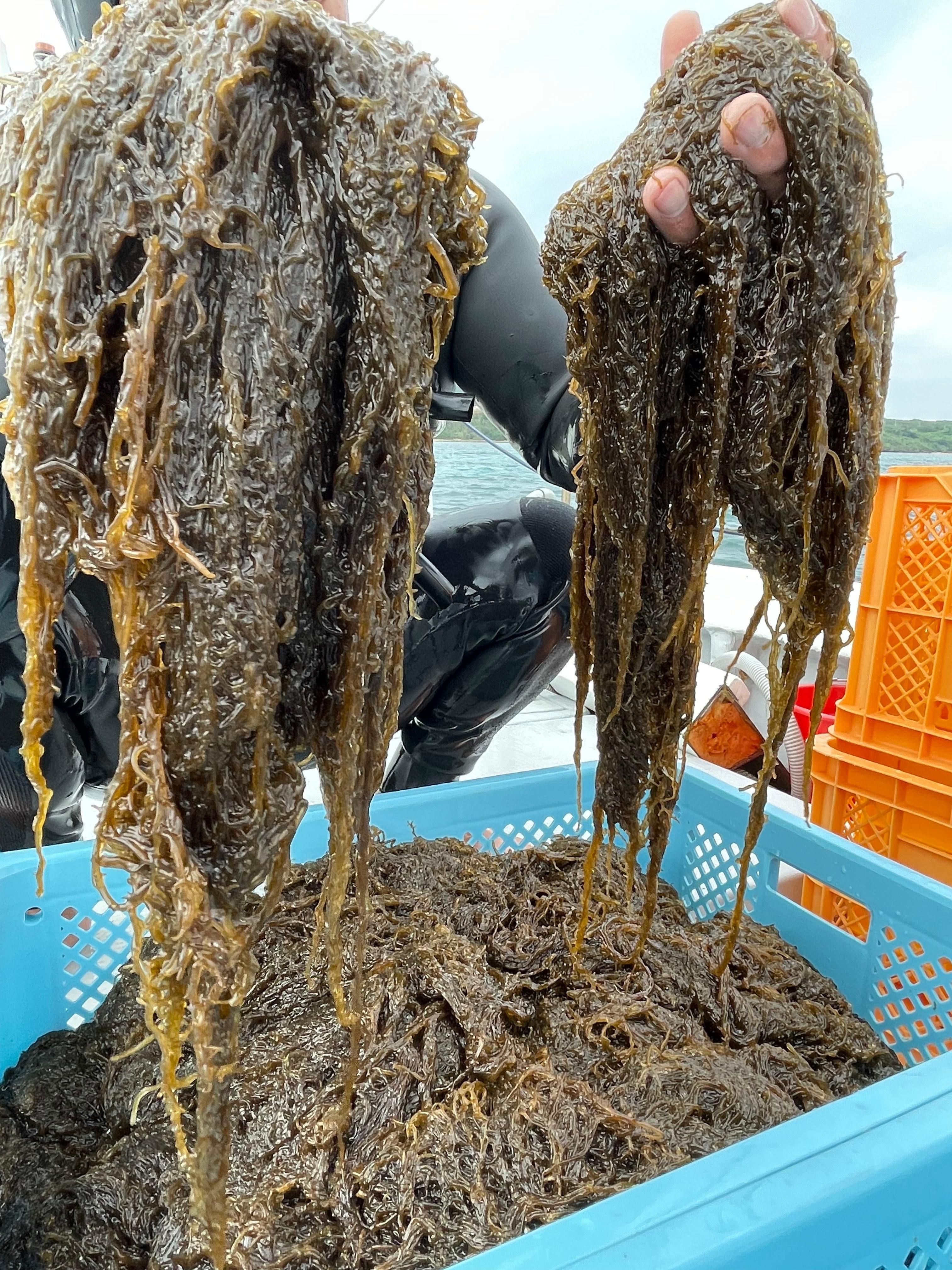 天然】石垣島産塩もずく(塩蔵)450g(6個) | 石垣島のもずく屋さん