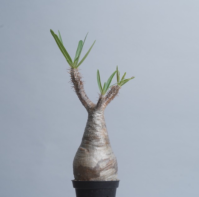 パキポディウム グラキリス no.1 〈発根済み〉