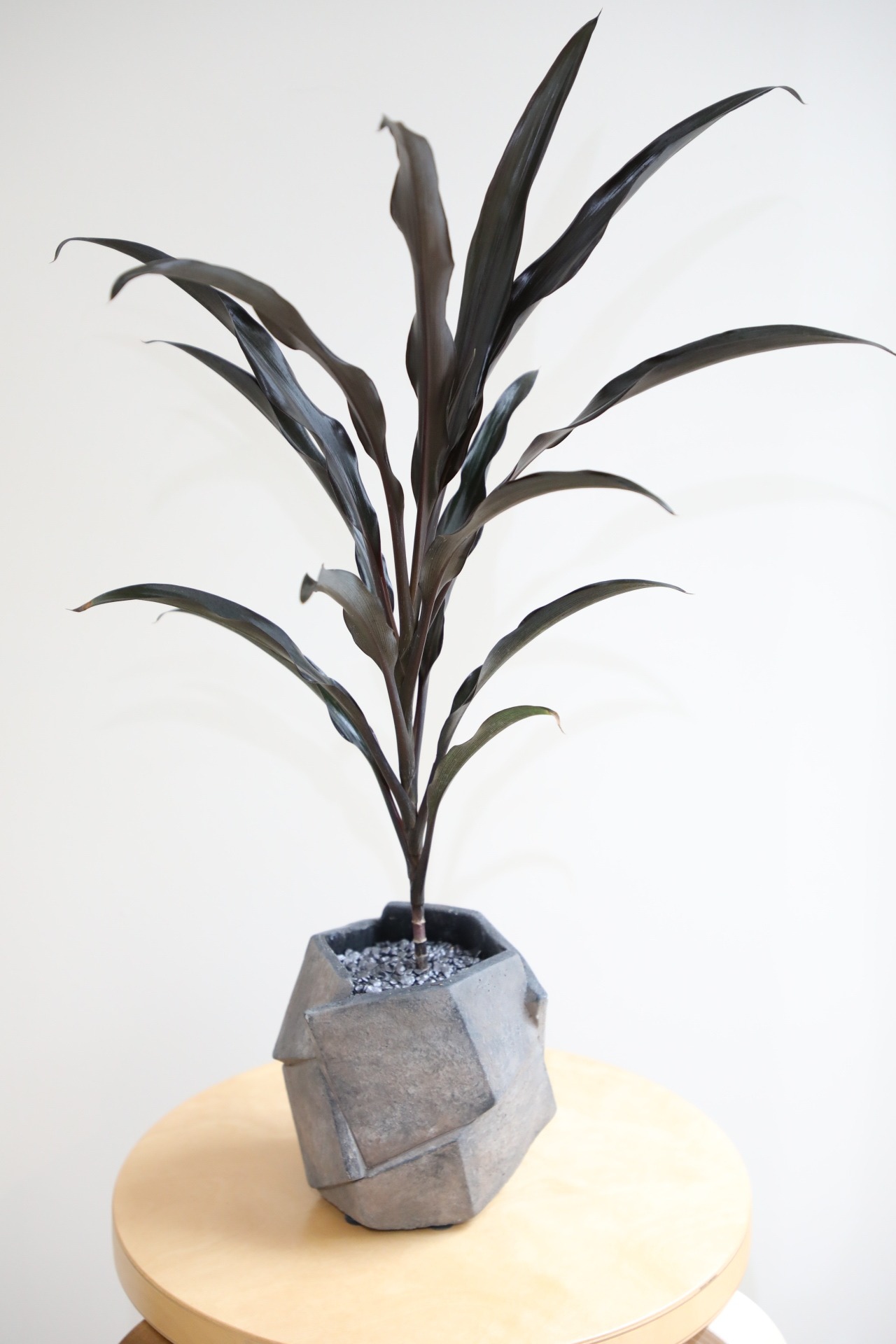 【M】コルジリネ パープルダズル/Ficus