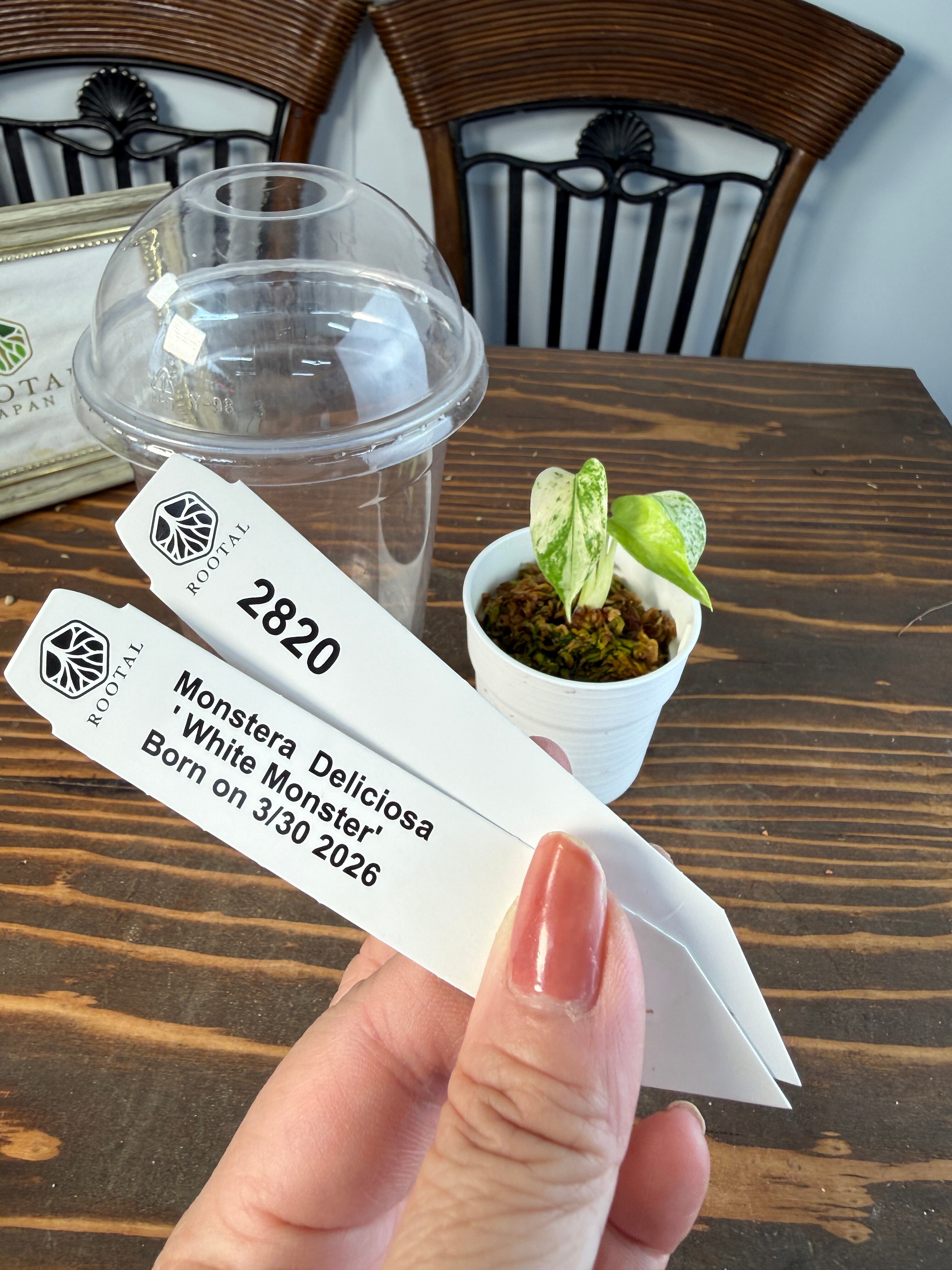 TC Baby苗 | ROOTALPLANTS